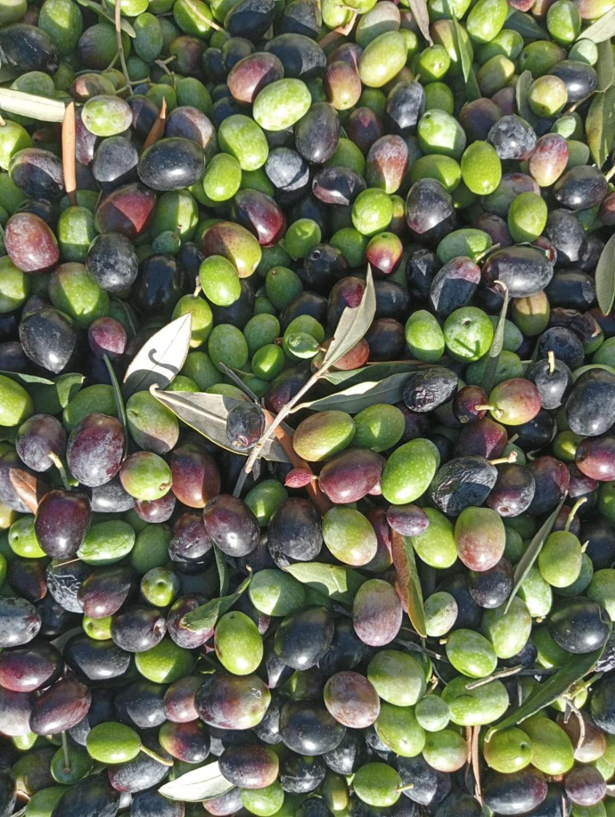 Macaria Agricampeggio Alliste Buitenkant foto